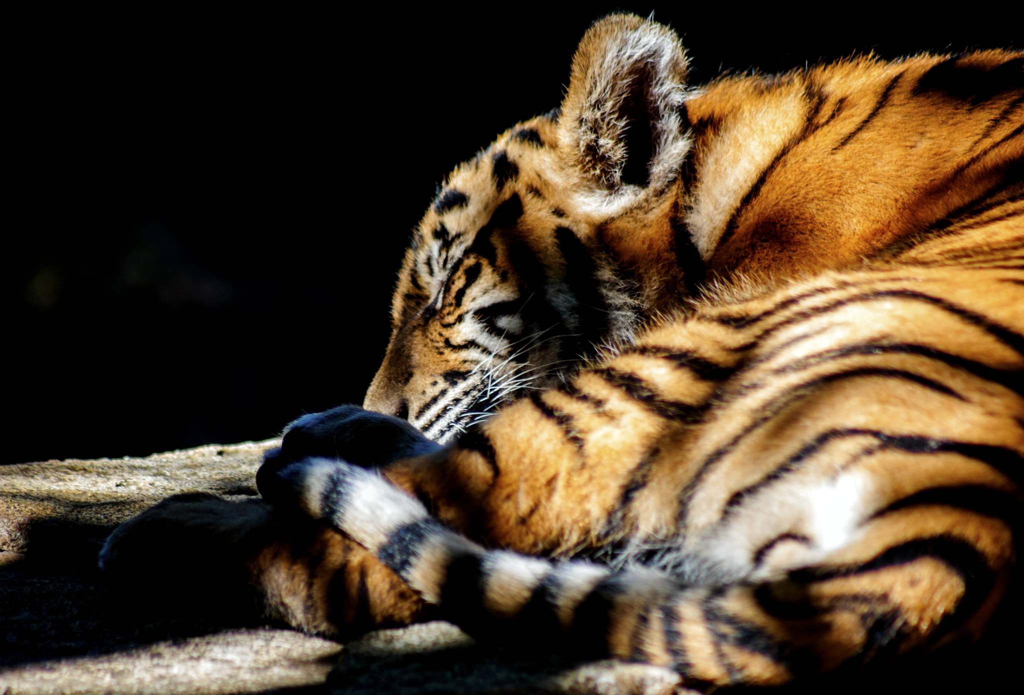 Canon EOS 40D + EF75-300mm f/4-5.6 sample photo. Sleepy tiger cub photography