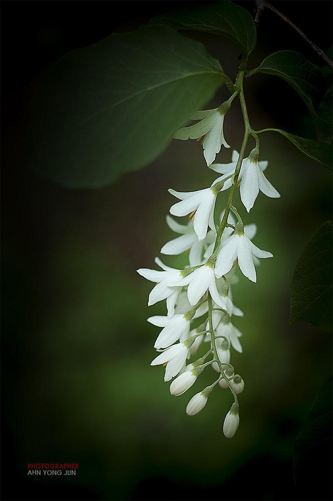 ZEISS Makro-Planar T* 50mm F2 sample photo. Fragrant snowbell photography