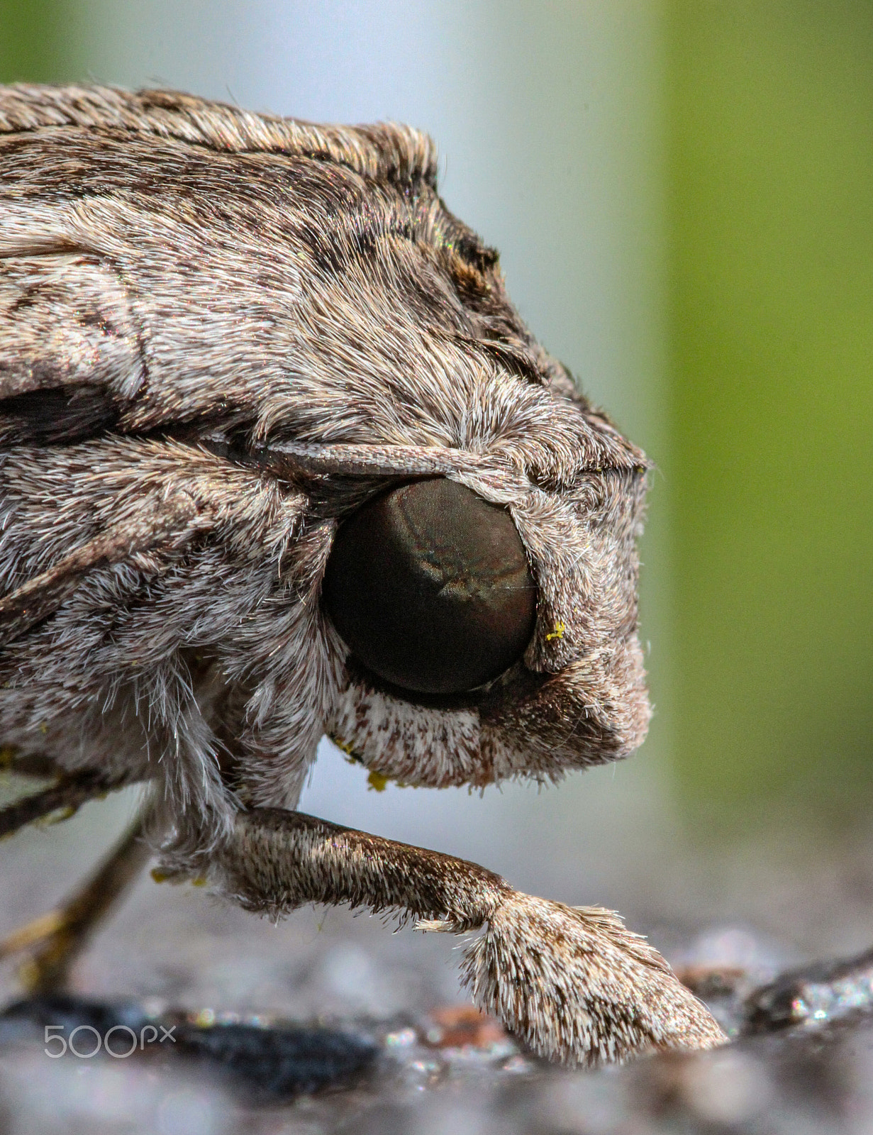 Sigma 105mm F2.8 EX DG OS HSM sample photo. Best foot forward photography
