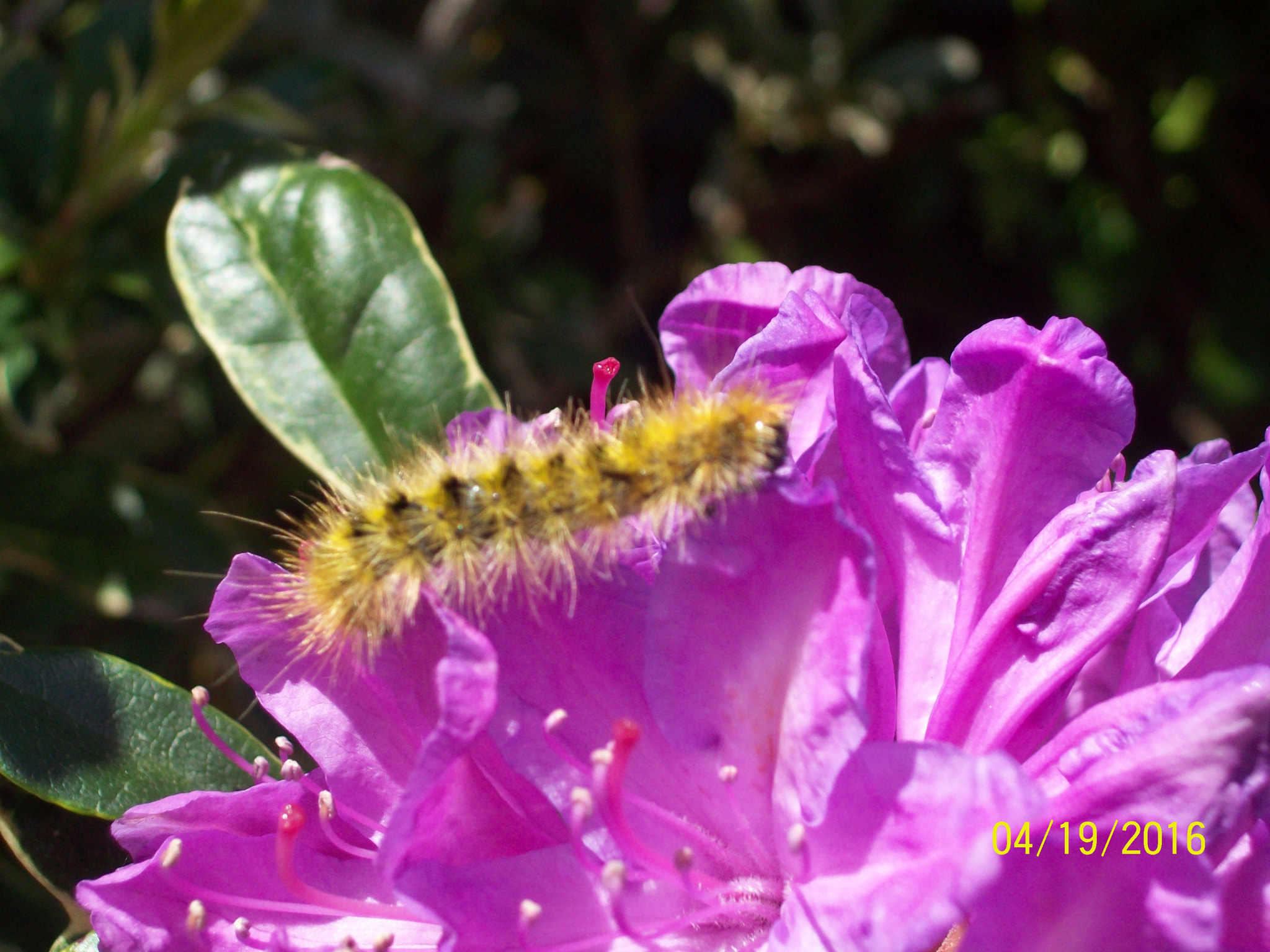 Kodak EASYSHARE C813 ZOOM DIGITAL CAMERA sample photo. Hairy beast photography