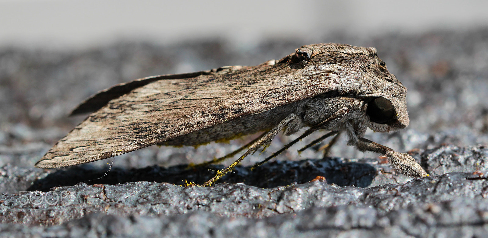 Sigma 105mm F2.8 EX DG OS HSM sample photo. Full body photography