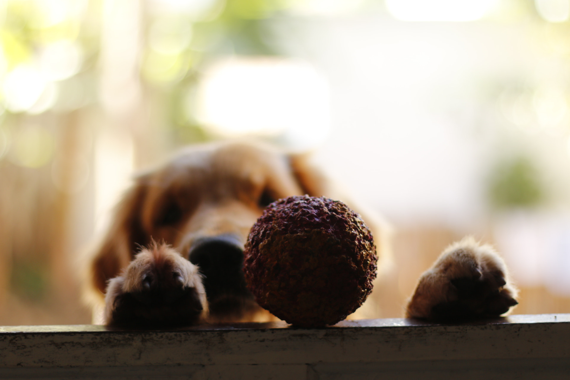 Canon EOS 70D + Canon EF 50mm F1.4 USM sample photo. Ball photography