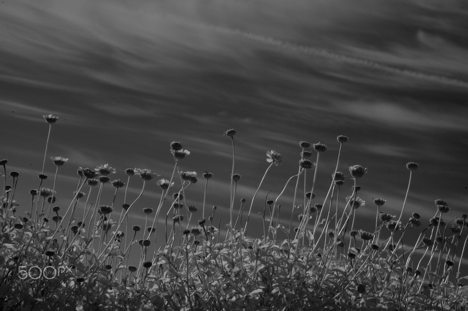 Nikon D3X sample photo. Ir flowers 2 photography
