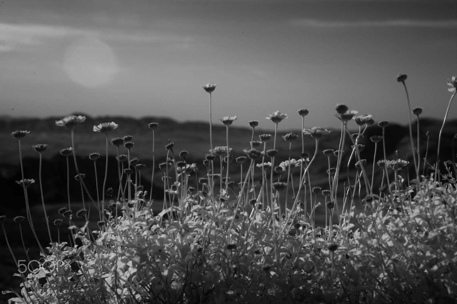 Nikon D3X sample photo. Ir flowers photography