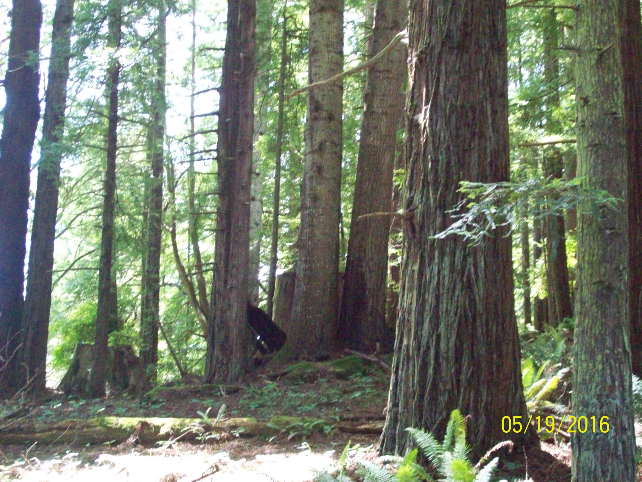 Kodak EASYSHARE C813 ZOOM DIGITAL CAMERA sample photo. Redwoods only about 100 years old photography