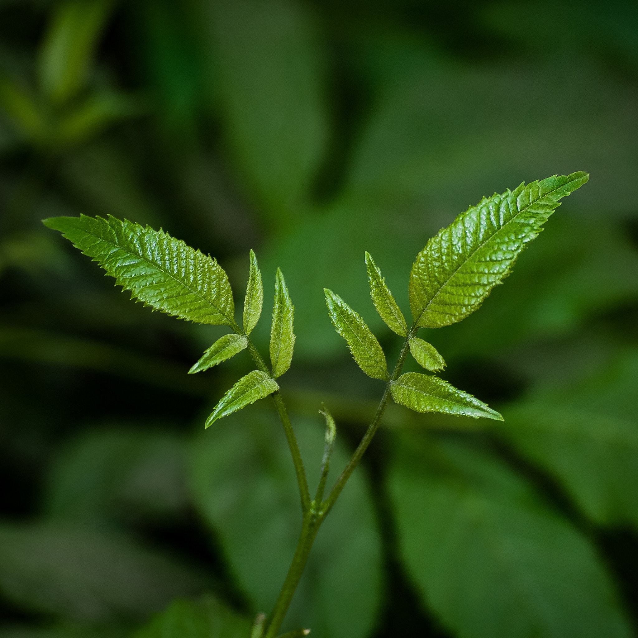 Nikon D40X sample photo. Spring photography