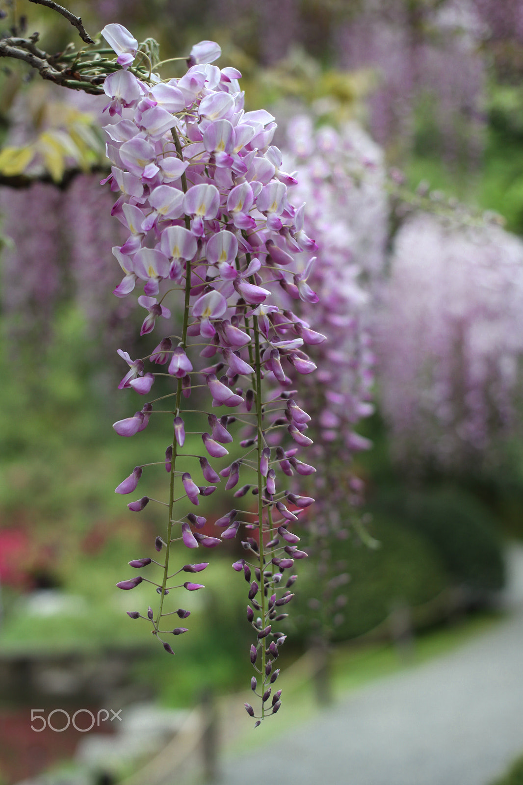 Canon EOS 50D + Canon EF 40mm F2.8 STM sample photo. Wistful wisteria photography