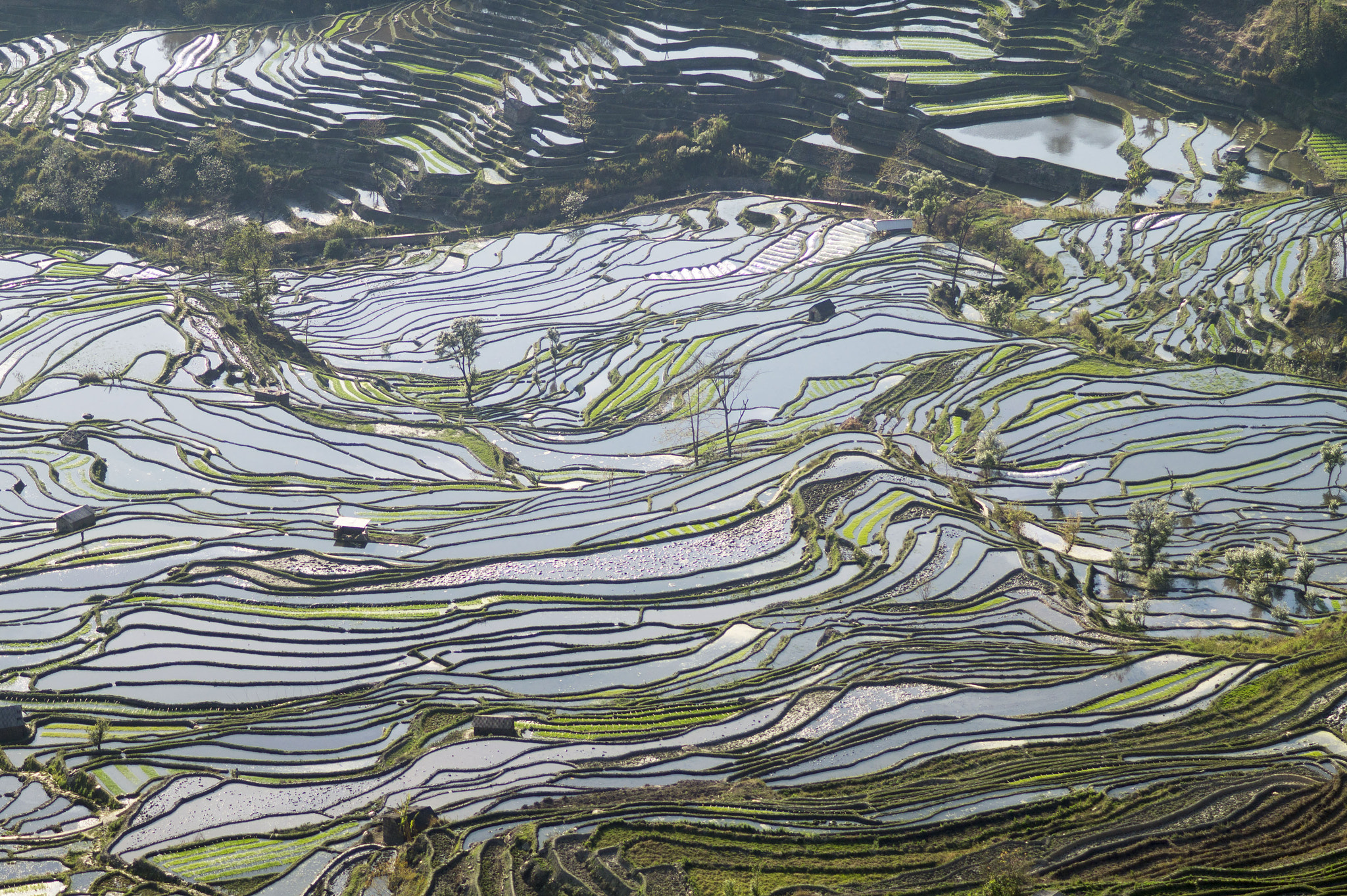 Sony Alpha a3000 + Sony 100mm F2.8 Macro sample photo. Rice terraces photography