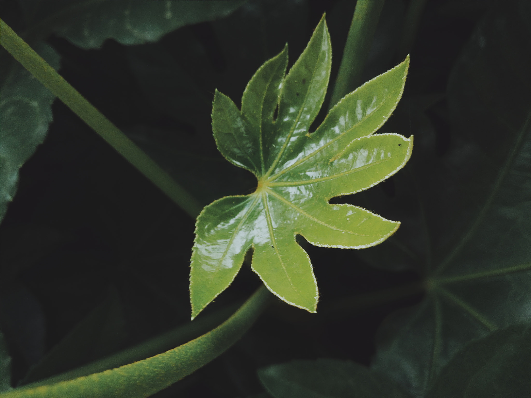 vivo X5S L sample photo. 植物 photography