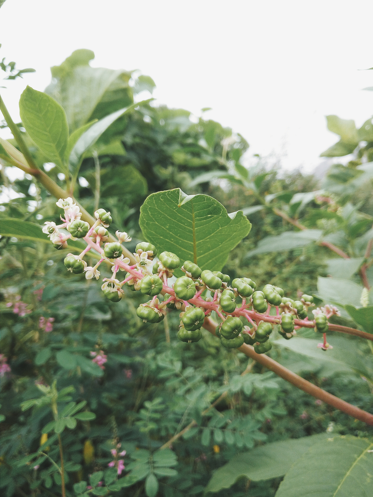 vivo X5S L sample photo. 不知名的植物 photography