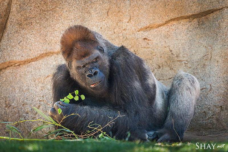 Sony 70-400mm F4-5.6 G SSM II sample photo. I'm eating photography