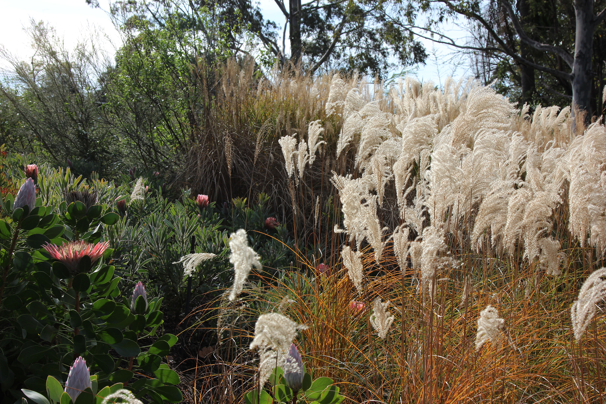 Canon EOS 600D (Rebel EOS T3i / EOS Kiss X5) sample photo. Reeds in the winter sunshine photography