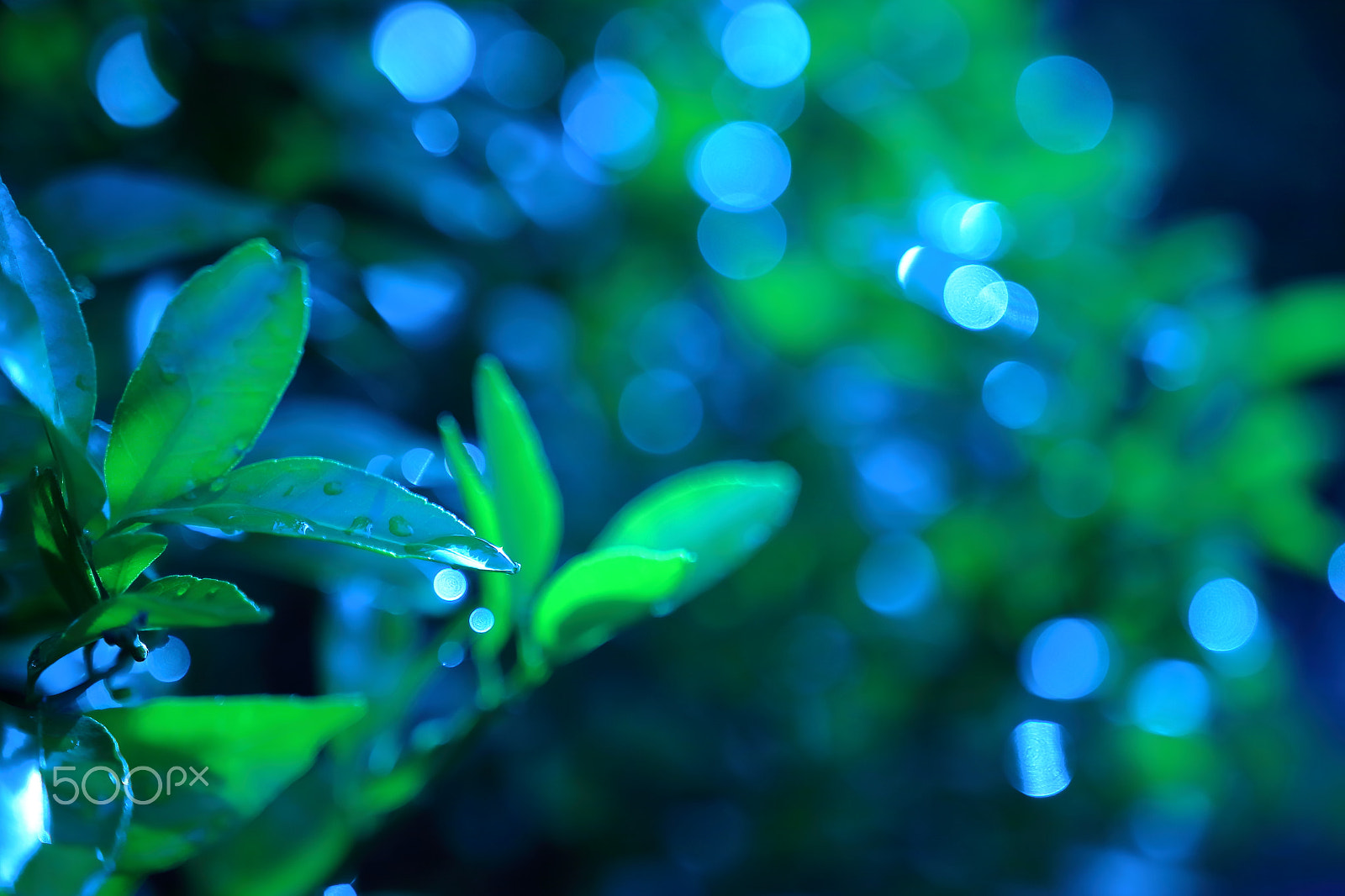 Sigma 18-35mm f/1.8 DC HSM sample photo. Raindrops reflection photography
