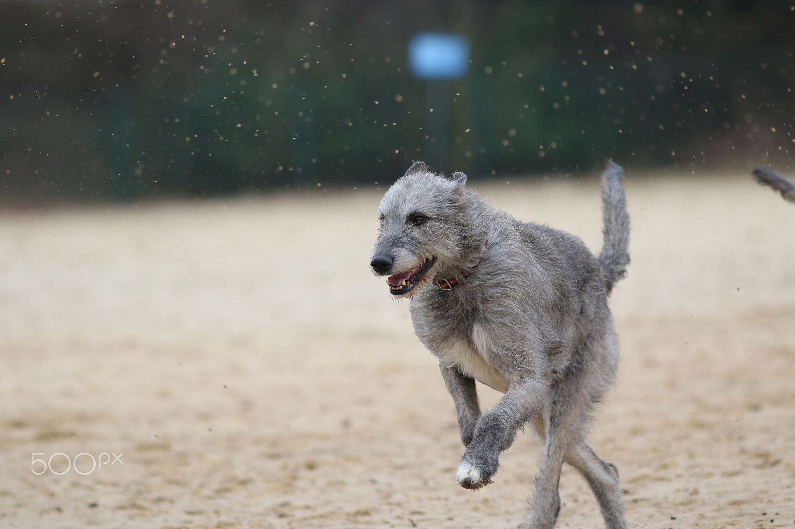 Canon EOS 70D + Canon EF 200mm F2.8L II USM sample photo. Sandwalk photography