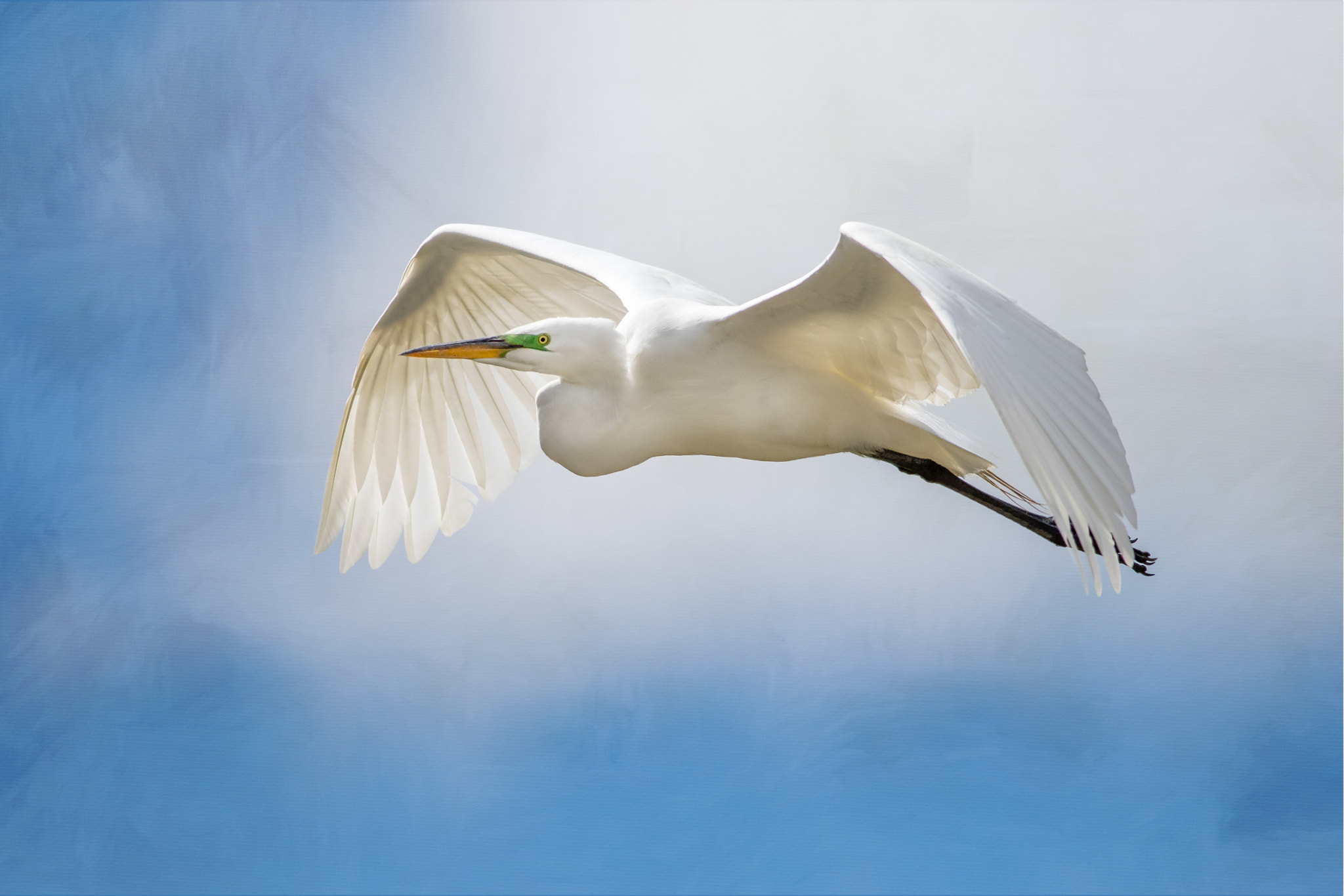 Canon EOS 7D Mark II + Canon EF 400mm F5.6L USM sample photo. Great egret: cool front photography