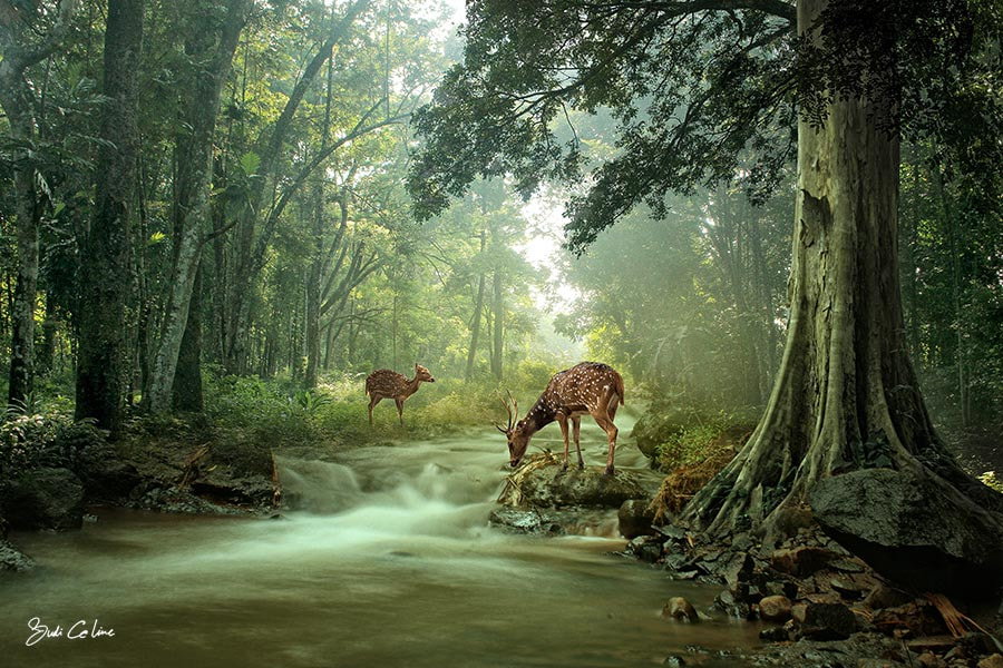 Canon EF-S 18-55mm F3.5-5.6 sample photo. Wildlife photography