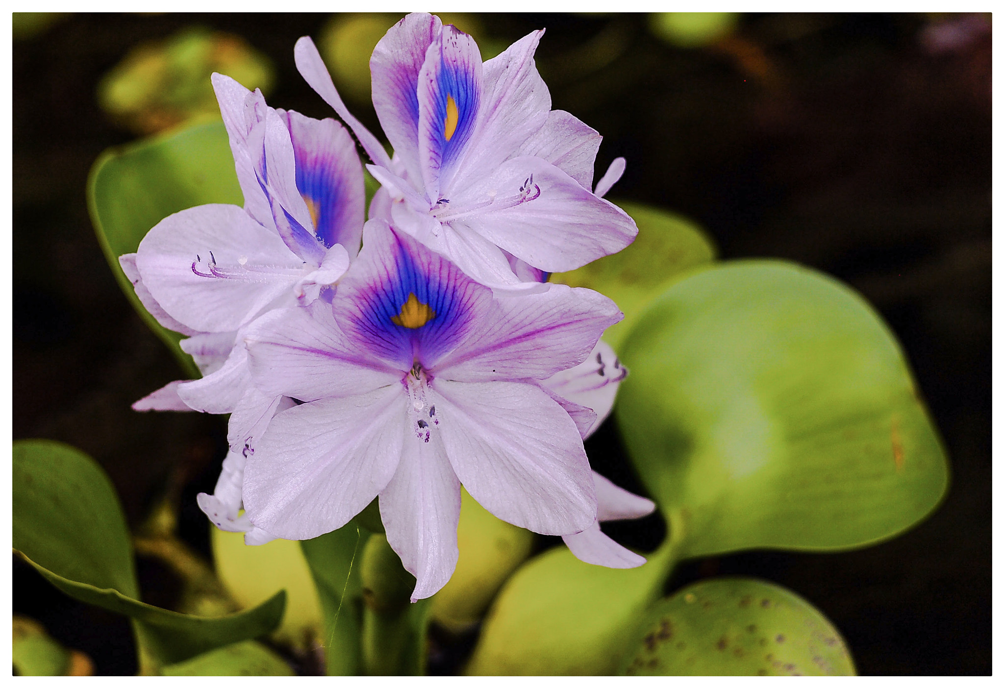 Olympus PEN E-PL1 sample photo. Natural caprice photography