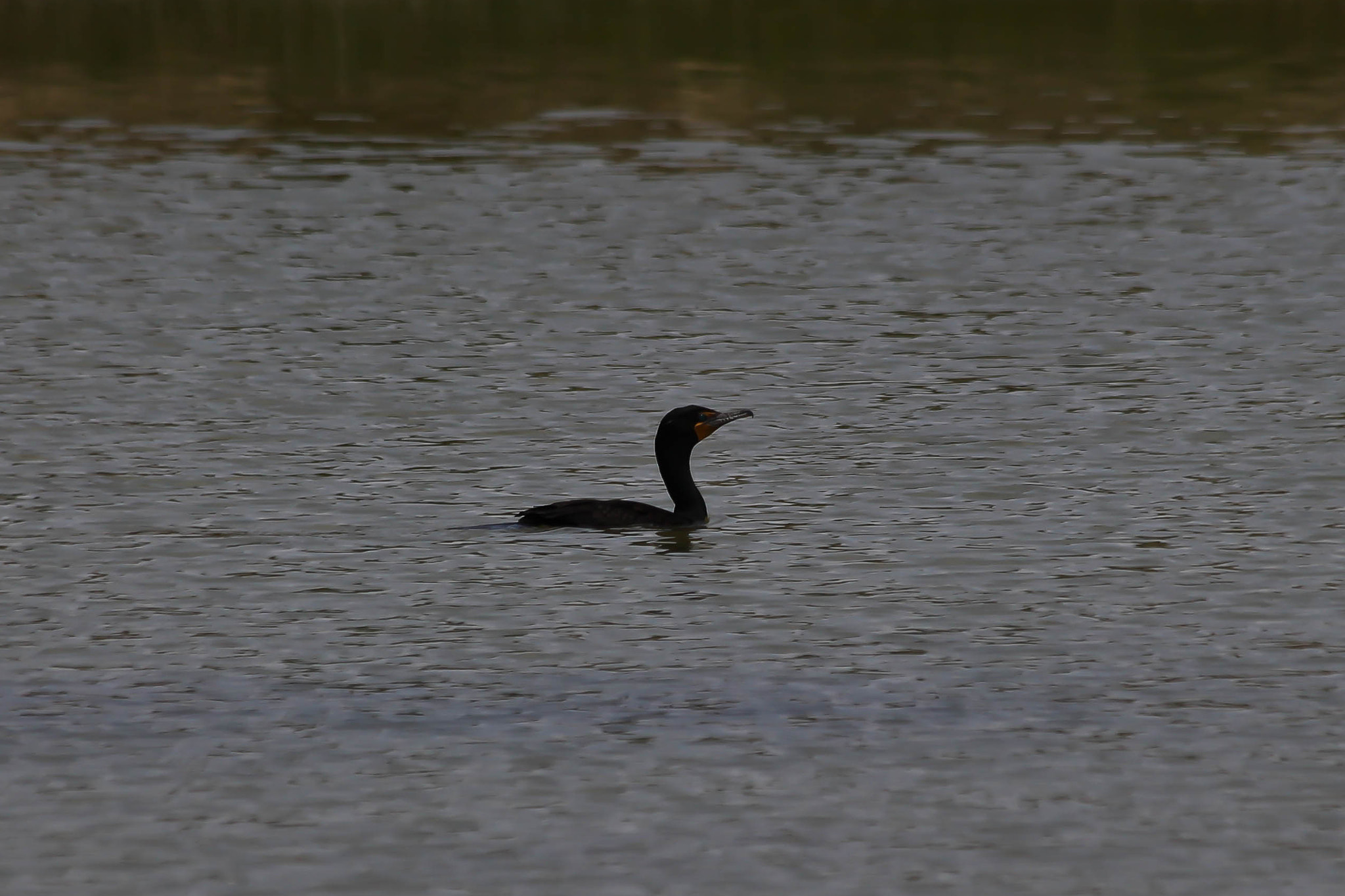 Canon EF 70-300mm F4-5.6 IS USM sample photo. Double-crested cormorant photography