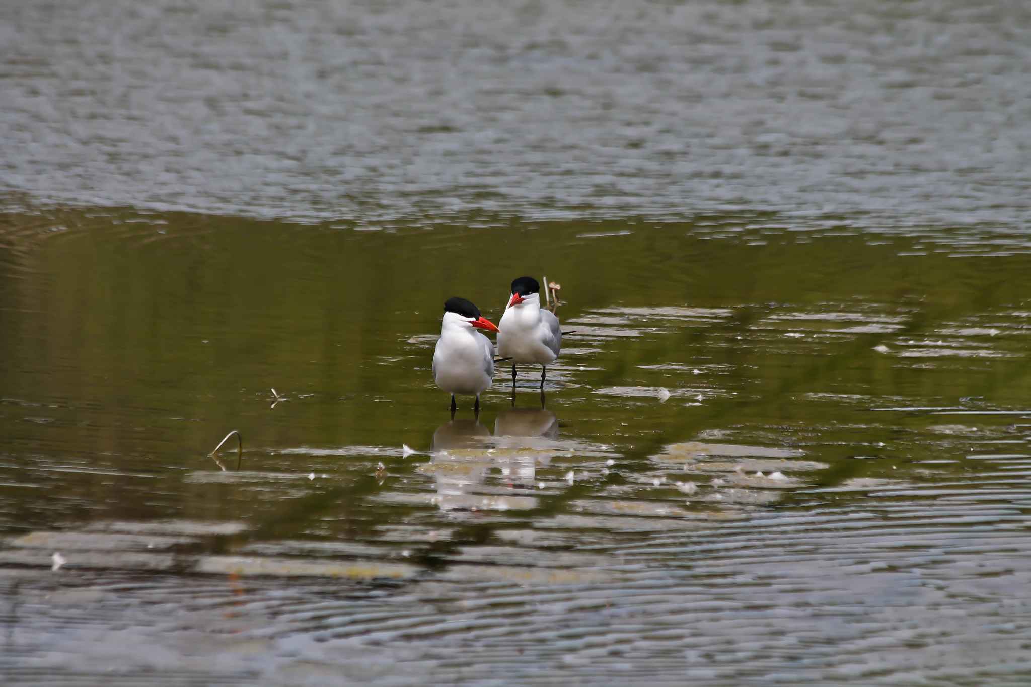 Canon EF 70-300mm F4-5.6 IS USM sample photo. Caspian tern photography