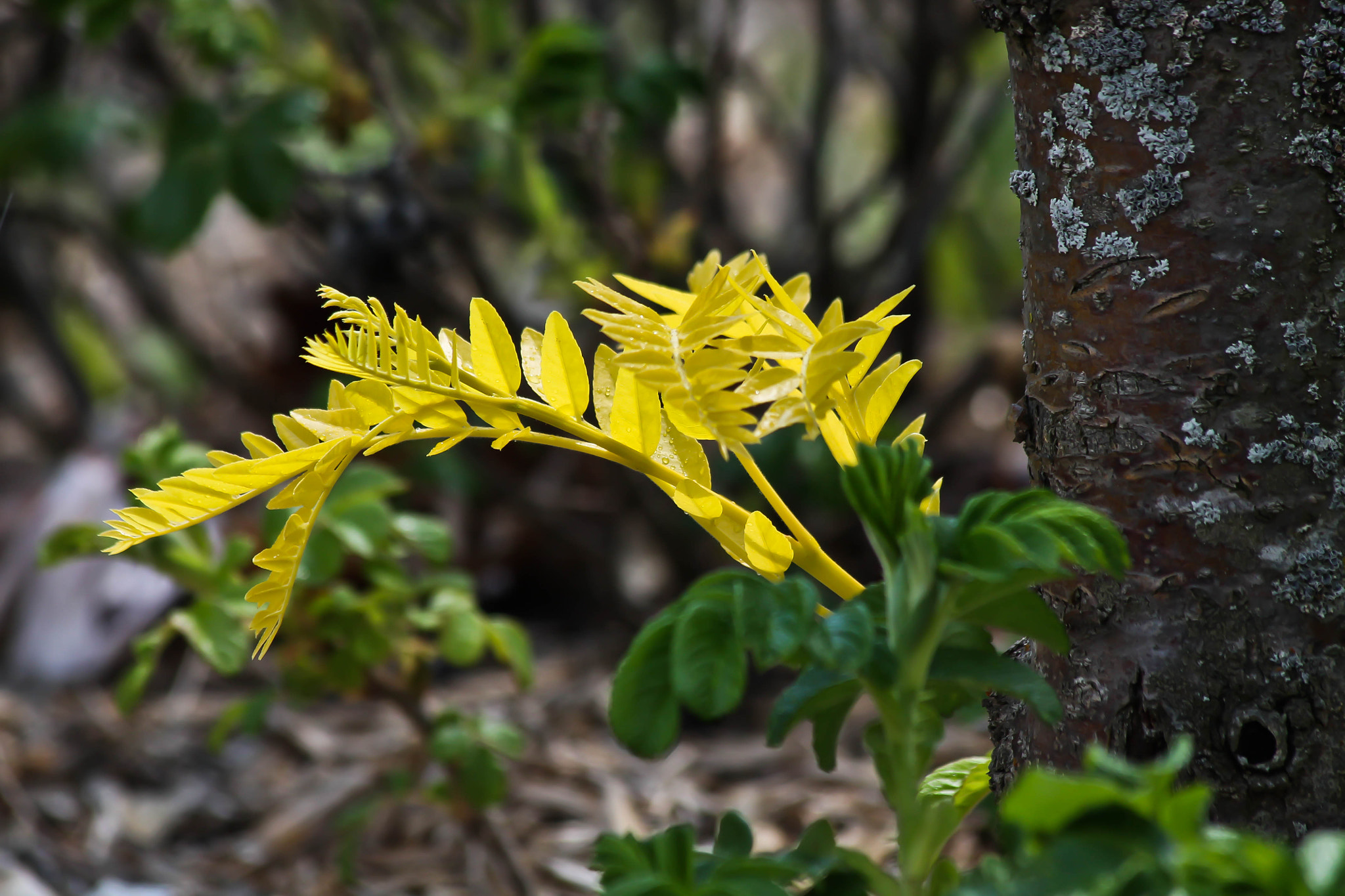 Canon EF 70-300mm F4-5.6 IS USM sample photo. Plant photography
