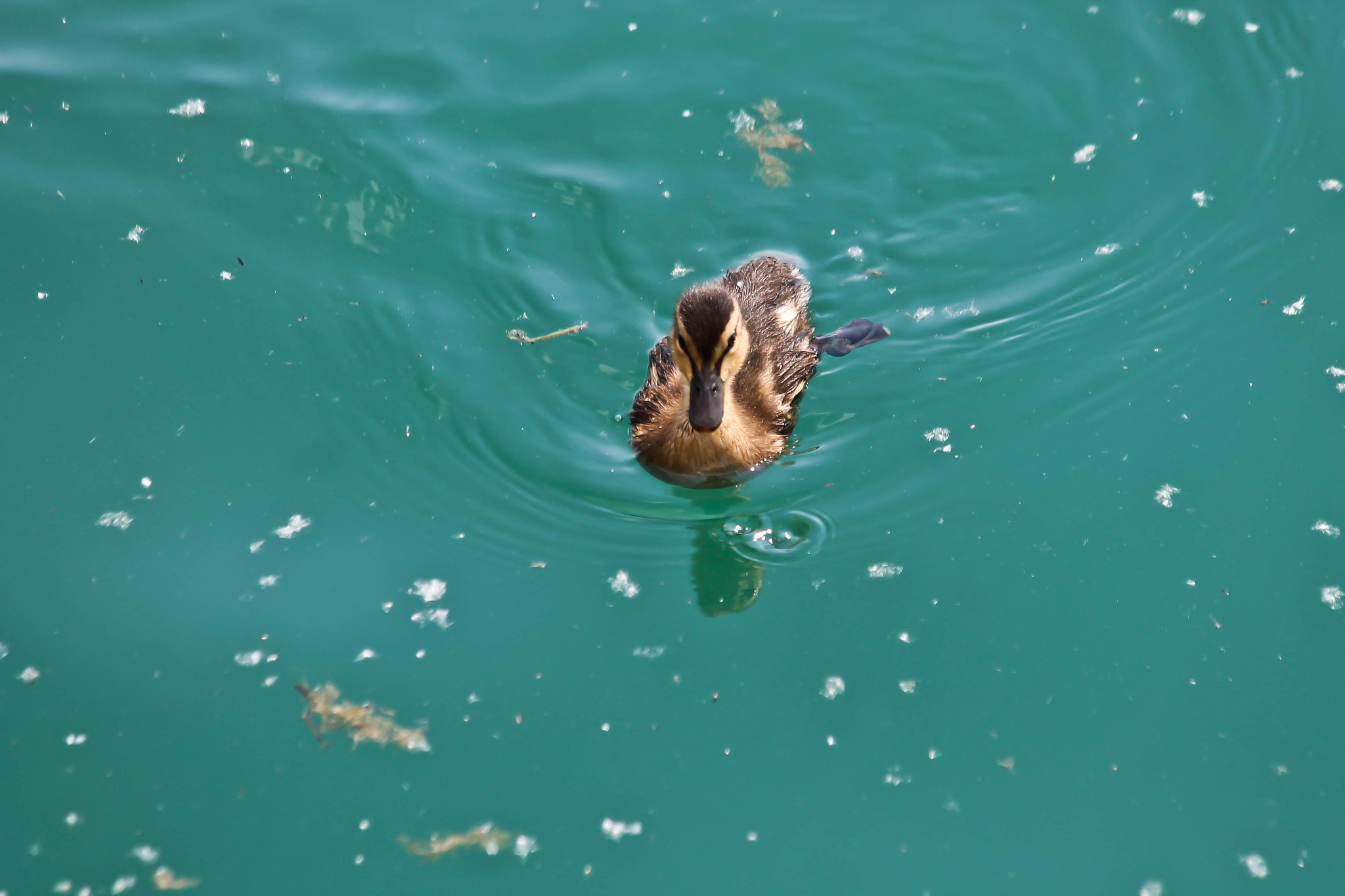 Canon EF 70-300mm F4-5.6 IS USM sample photo. Mallard duckling photography