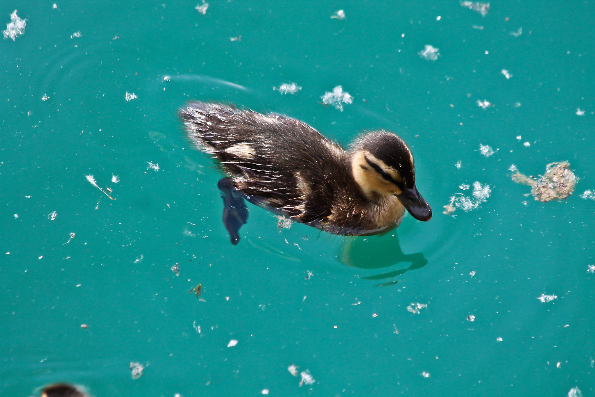 Canon EF 70-300mm F4-5.6 IS USM sample photo. Mallard duckling photography