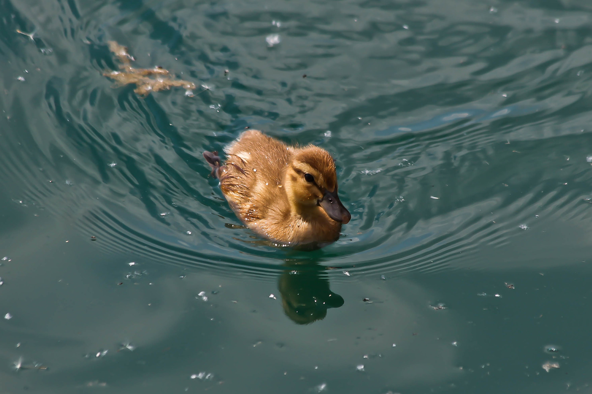 Canon EF 70-300mm F4-5.6 IS USM sample photo. Mallard duckling photography