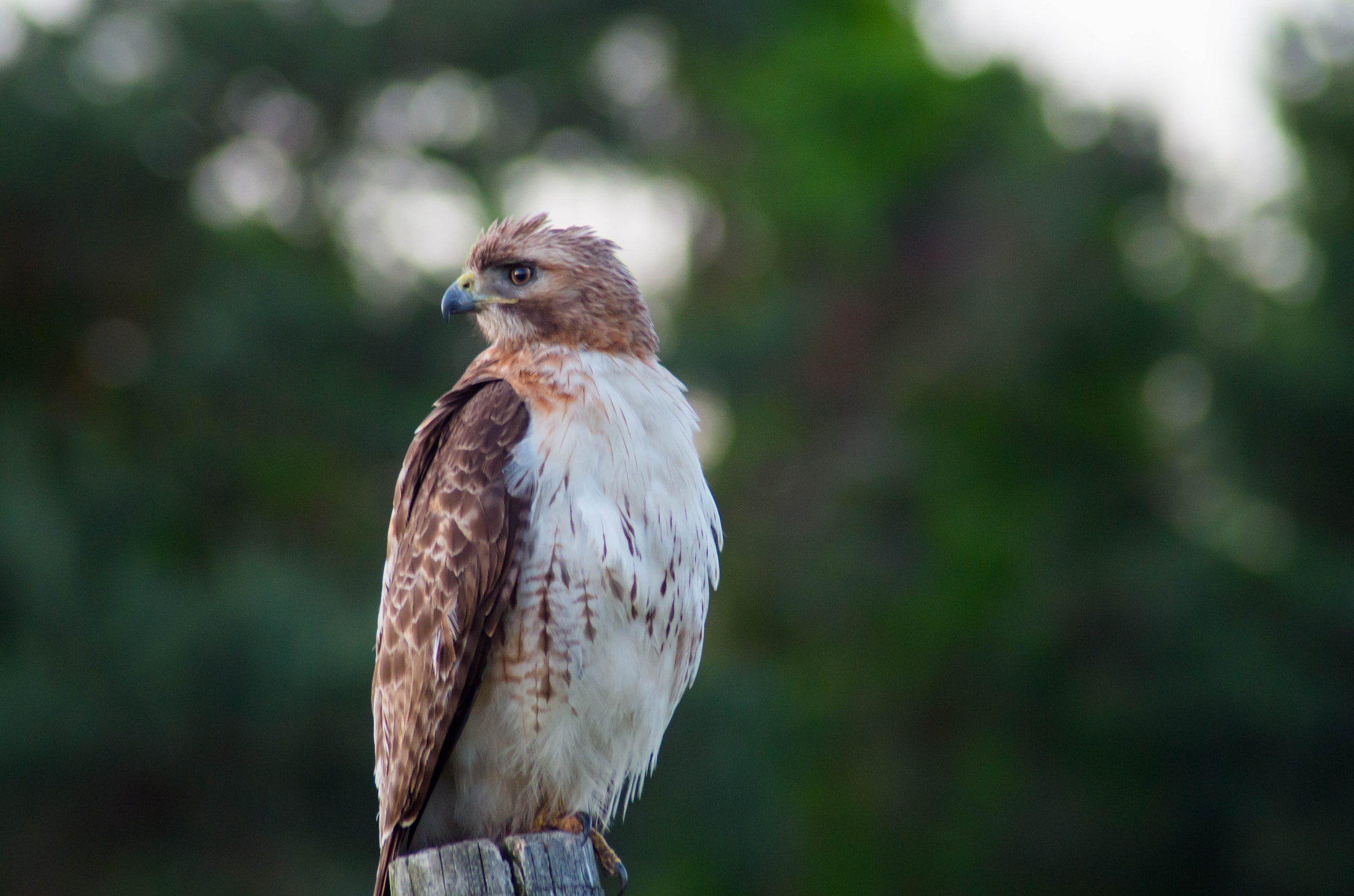 Pentax K-50 + Tamron AF 70-300mm F4-5.6 Di LD Macro sample photo. Puffy red tailed hawk photography