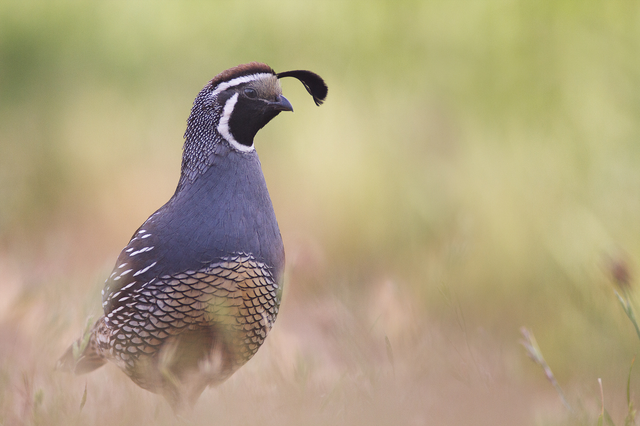 Canon EOS 7D + Canon EF 600mm f/4L IS sample photo. California quail photography