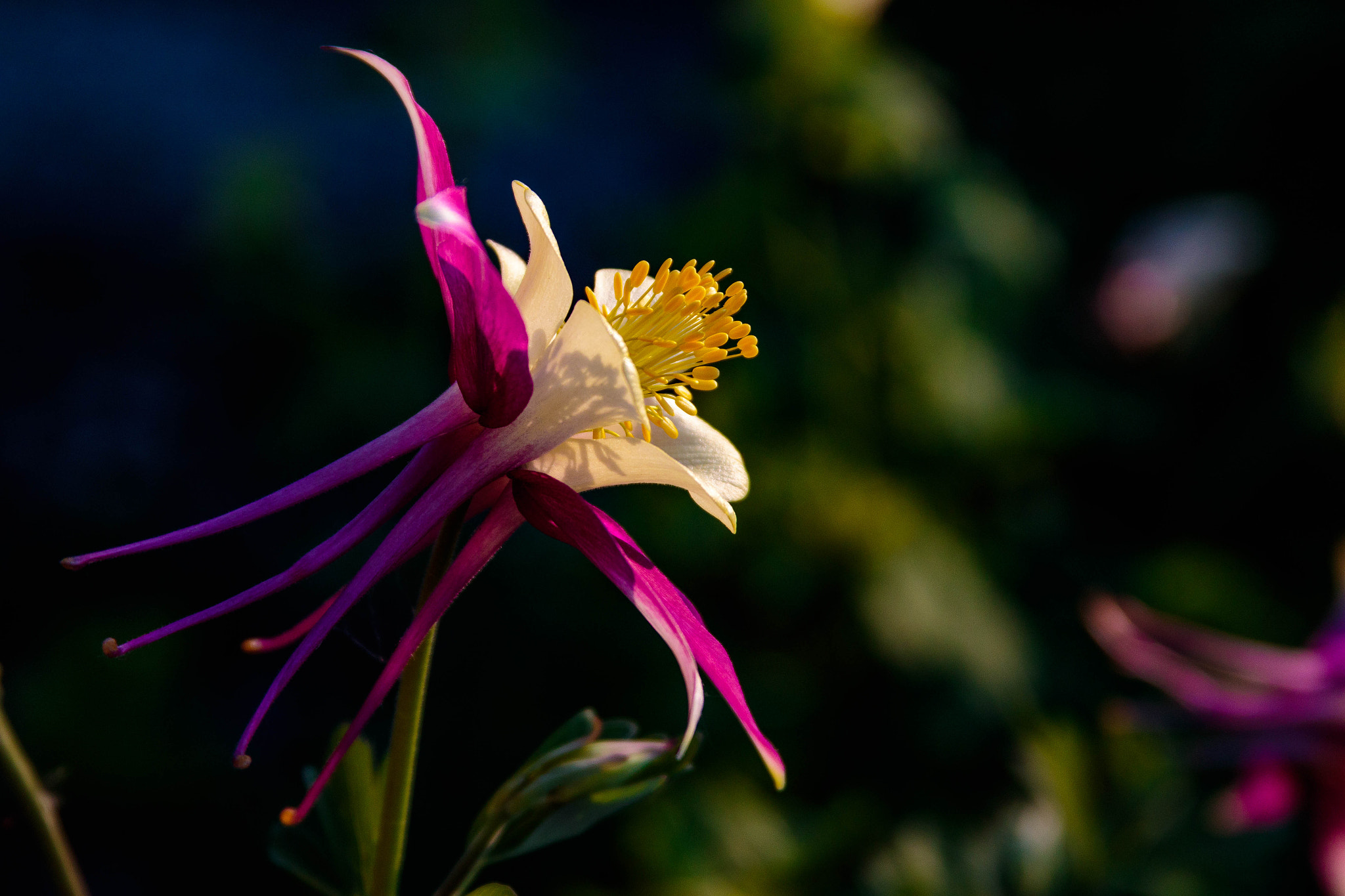 Canon EF 28-135mm F3.5-5.6 IS USM sample photo. Sungazing photography