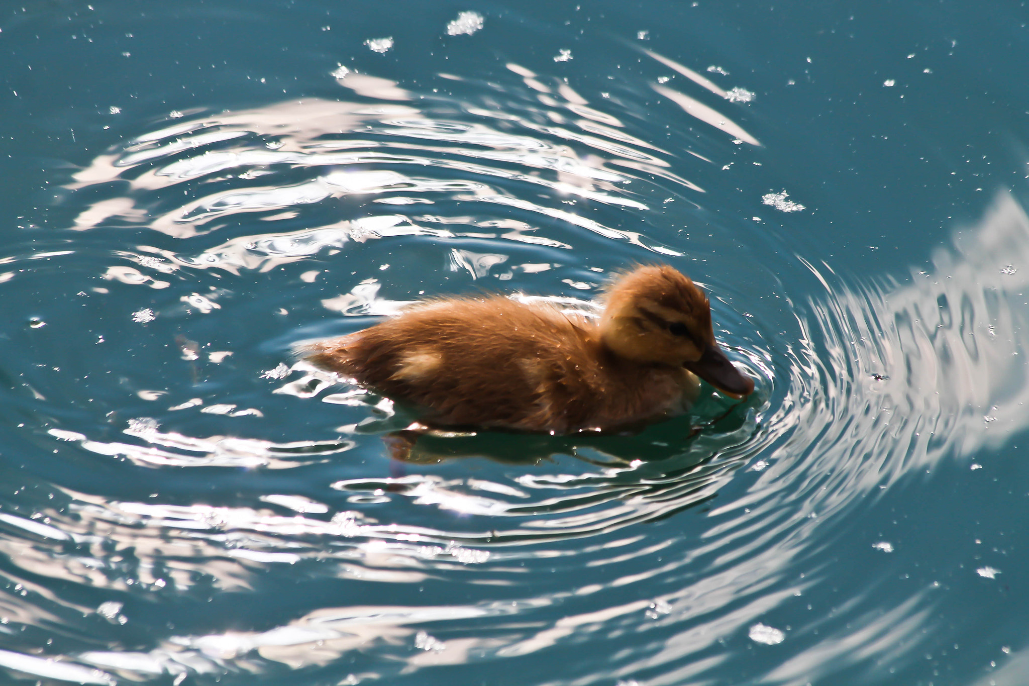 Canon EF 70-300mm F4-5.6 IS USM sample photo. Mallard duckling photography