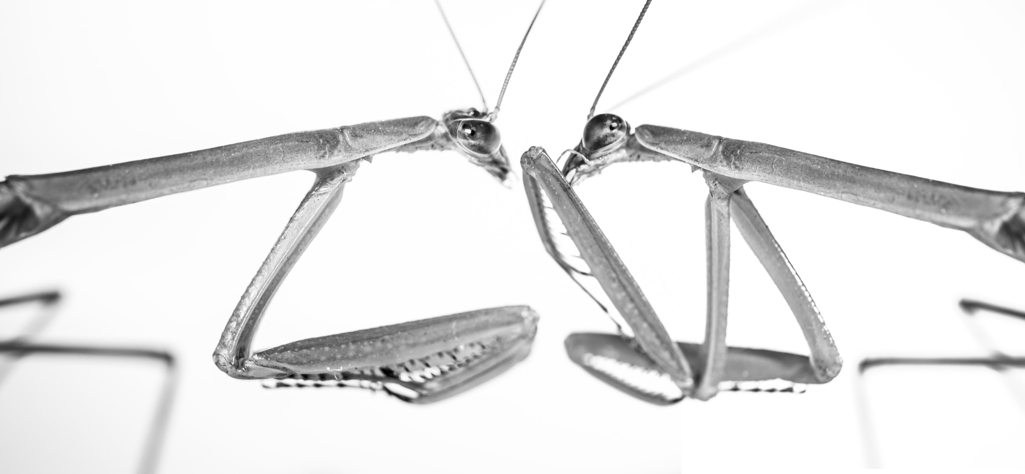 Canon EF 100mm F2.8 Macro USM sample photo. Gossiping mantis photography