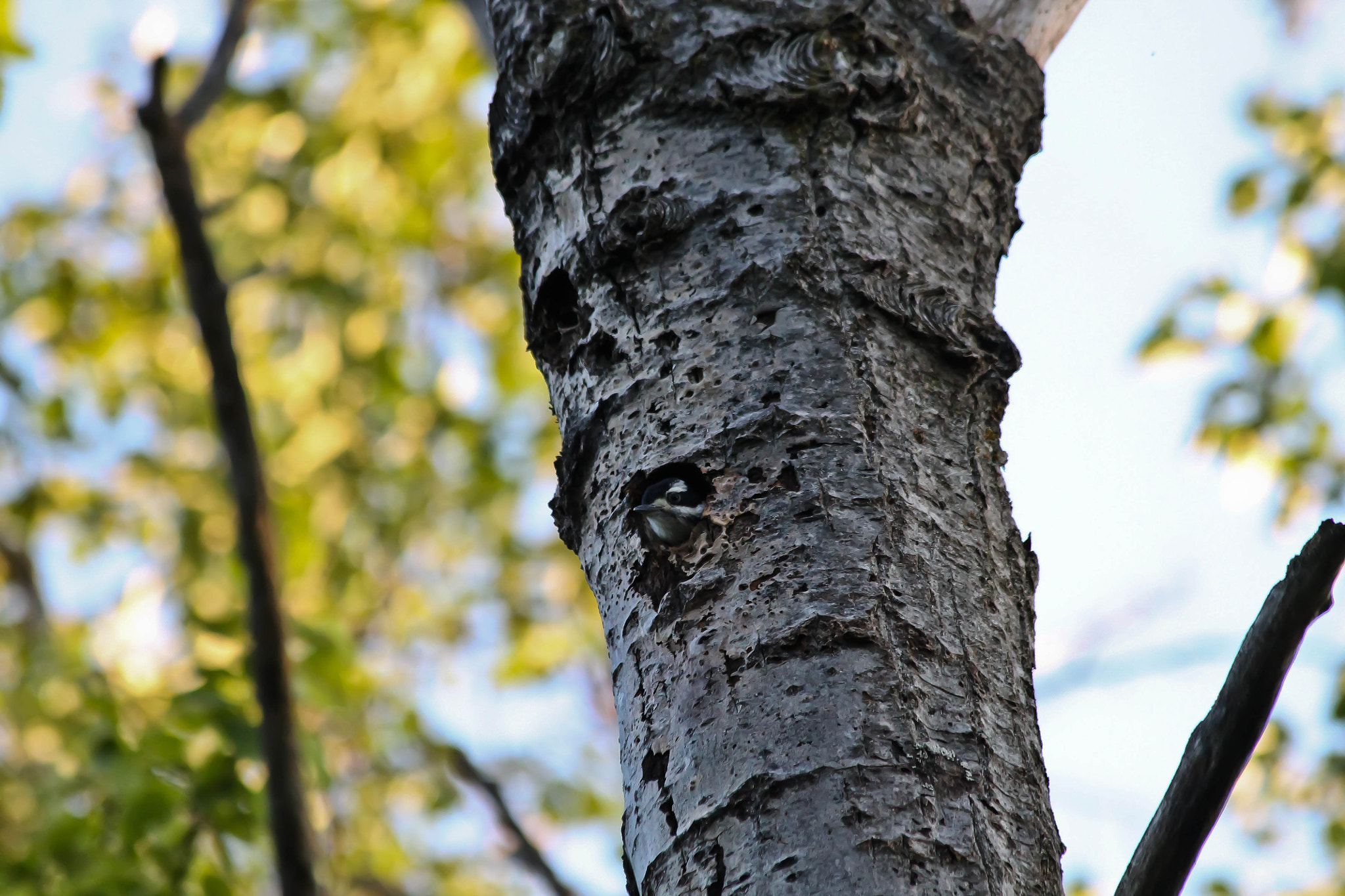 Canon EF 70-300mm F4-5.6 IS USM sample photo. Baby hairy woodpecker photography