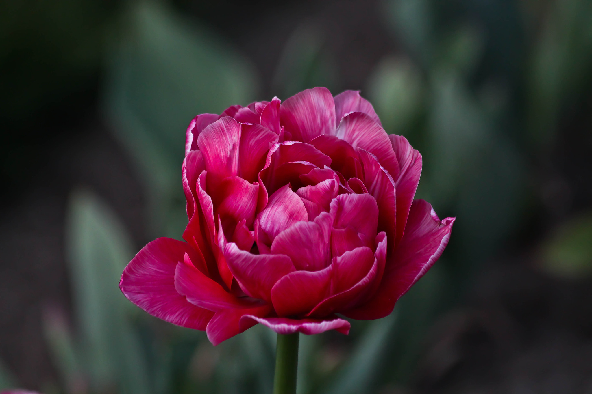 Canon EF 70-300mm F4-5.6 IS USM sample photo. Rose photography