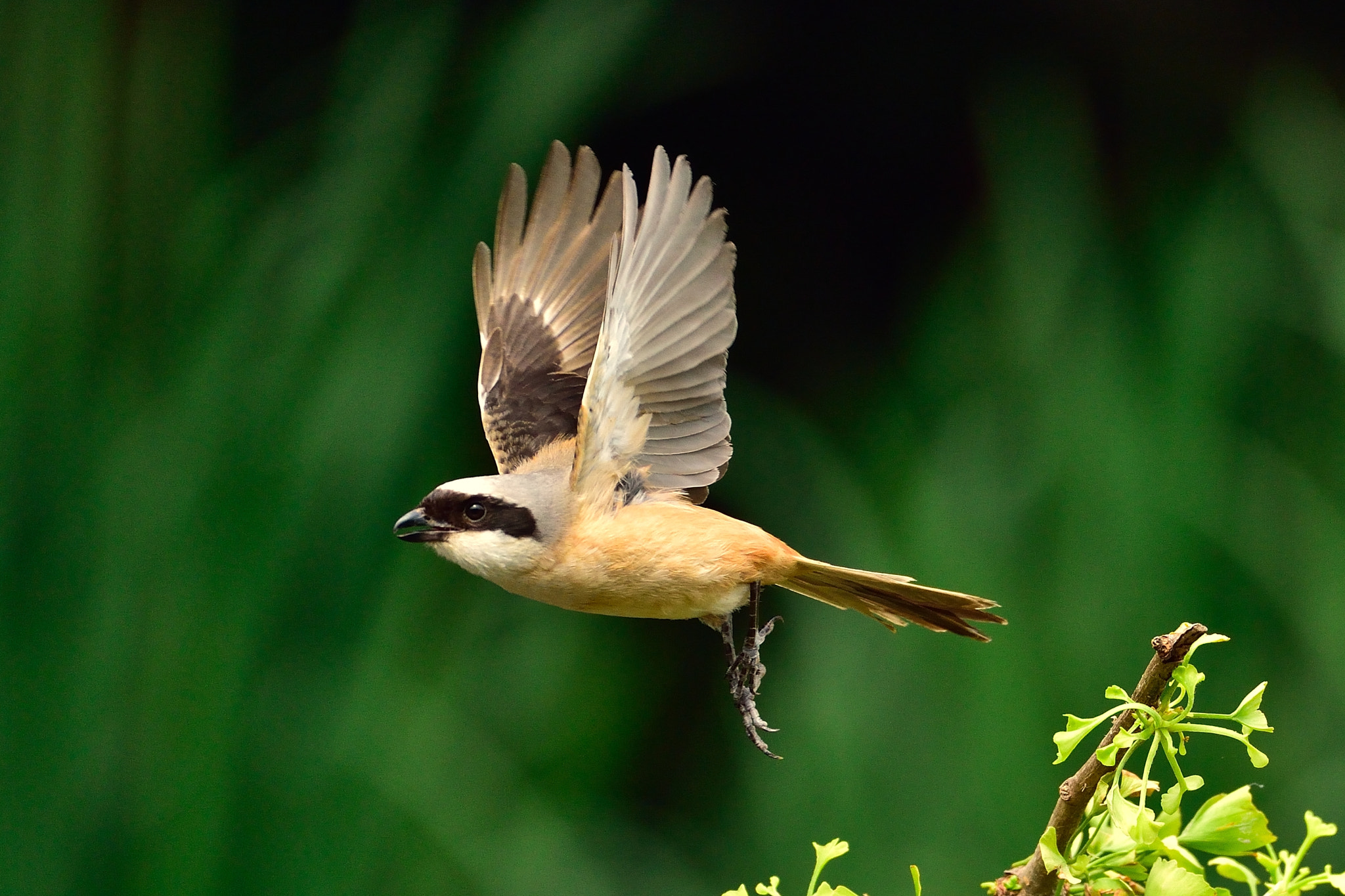 Nikon AF-S Nikkor 200-500mm F5.6E ED VR sample photo