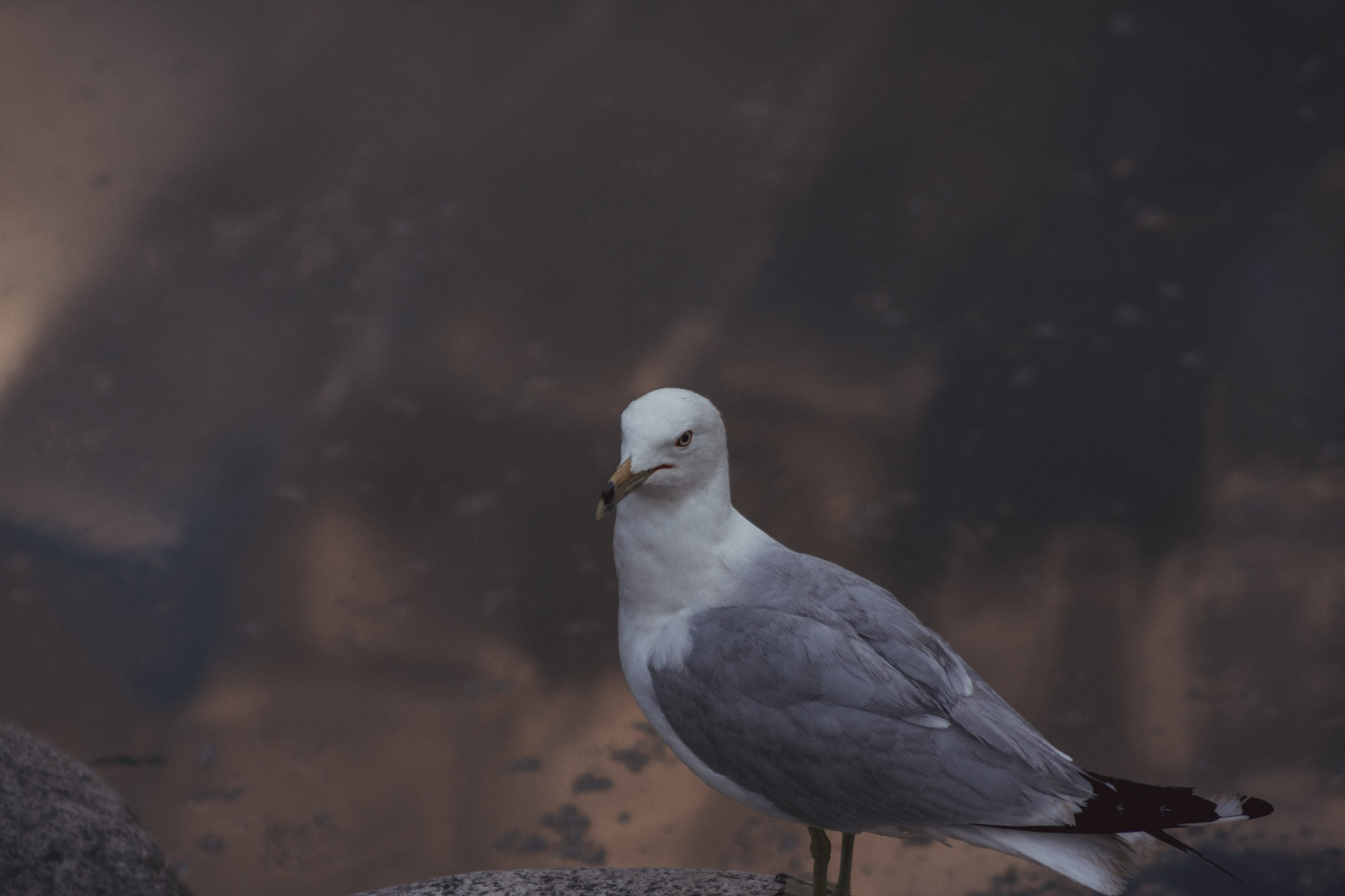 Canon EOS 40D sample photo. Mundane can be beautiful photography