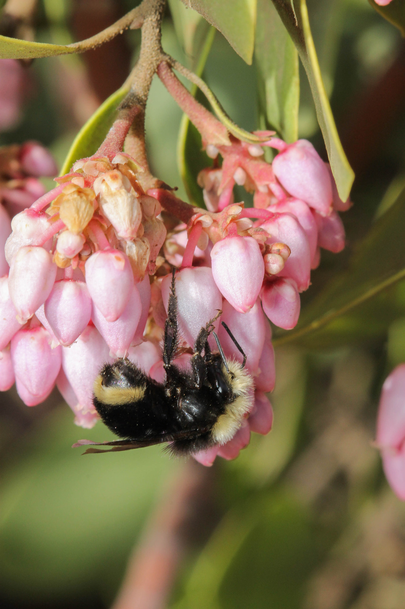 Canon EF 100mm F2.8 Macro USM sample photo. Yellow-faced bumblebee with greenleaf manzanita photography