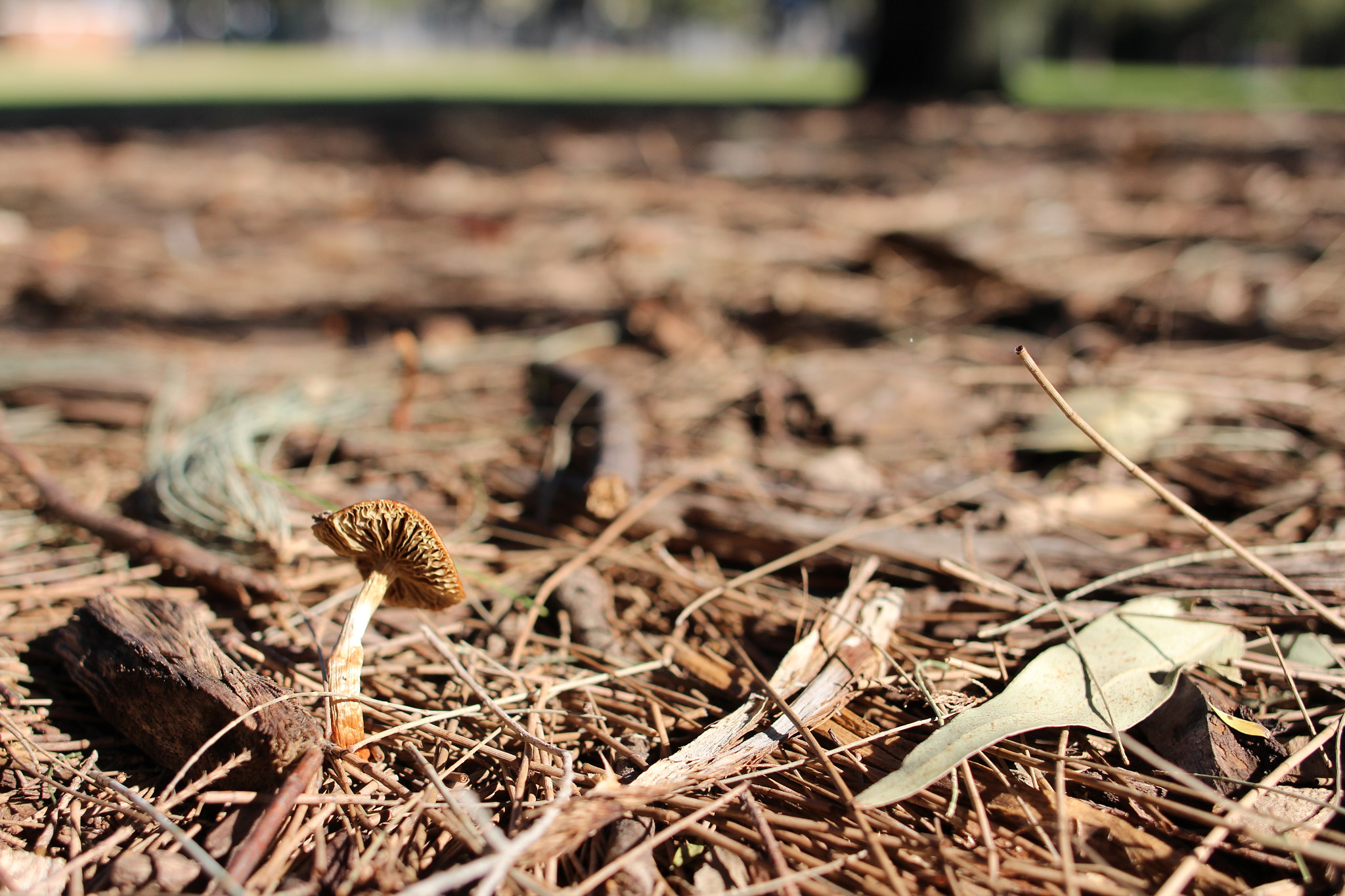 Canon EF 24mm F2.8 IS USM sample photo. Mushroom in the sticks photography