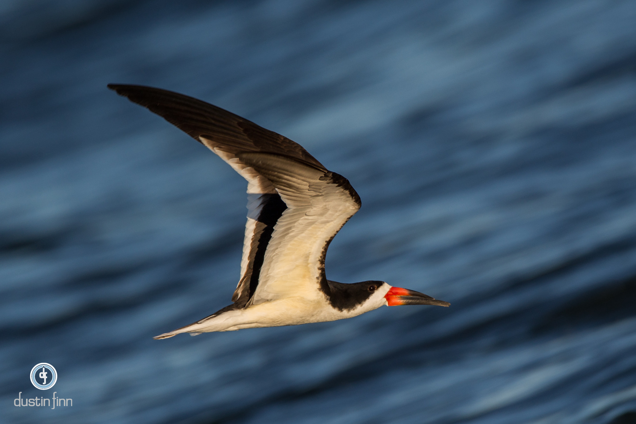 Canon EF 600mm F4L IS USM sample photo. Skimmer flight photography