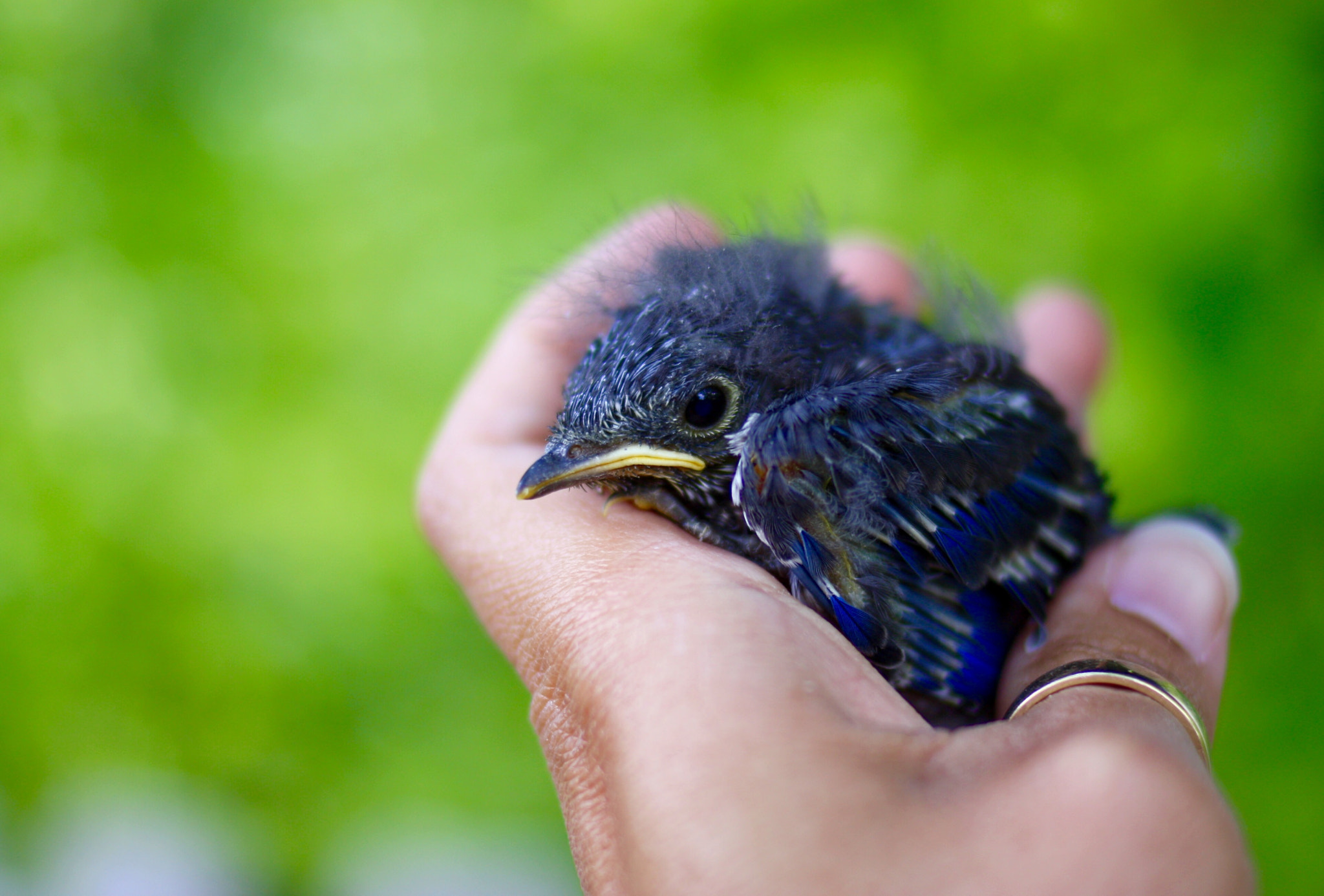 Canon EF 35mm F2 sample photo. Angry baby blue bird photography