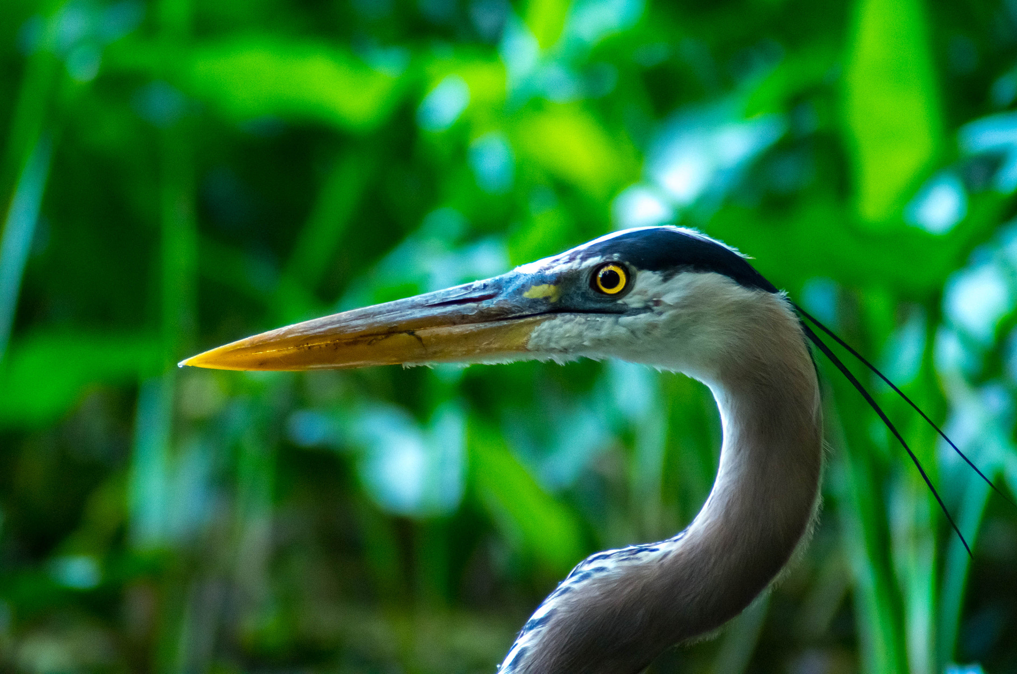 Tamron AF 70-300mm F4-5.6 Di LD Macro sample photo. Great blue heron portrait photography
