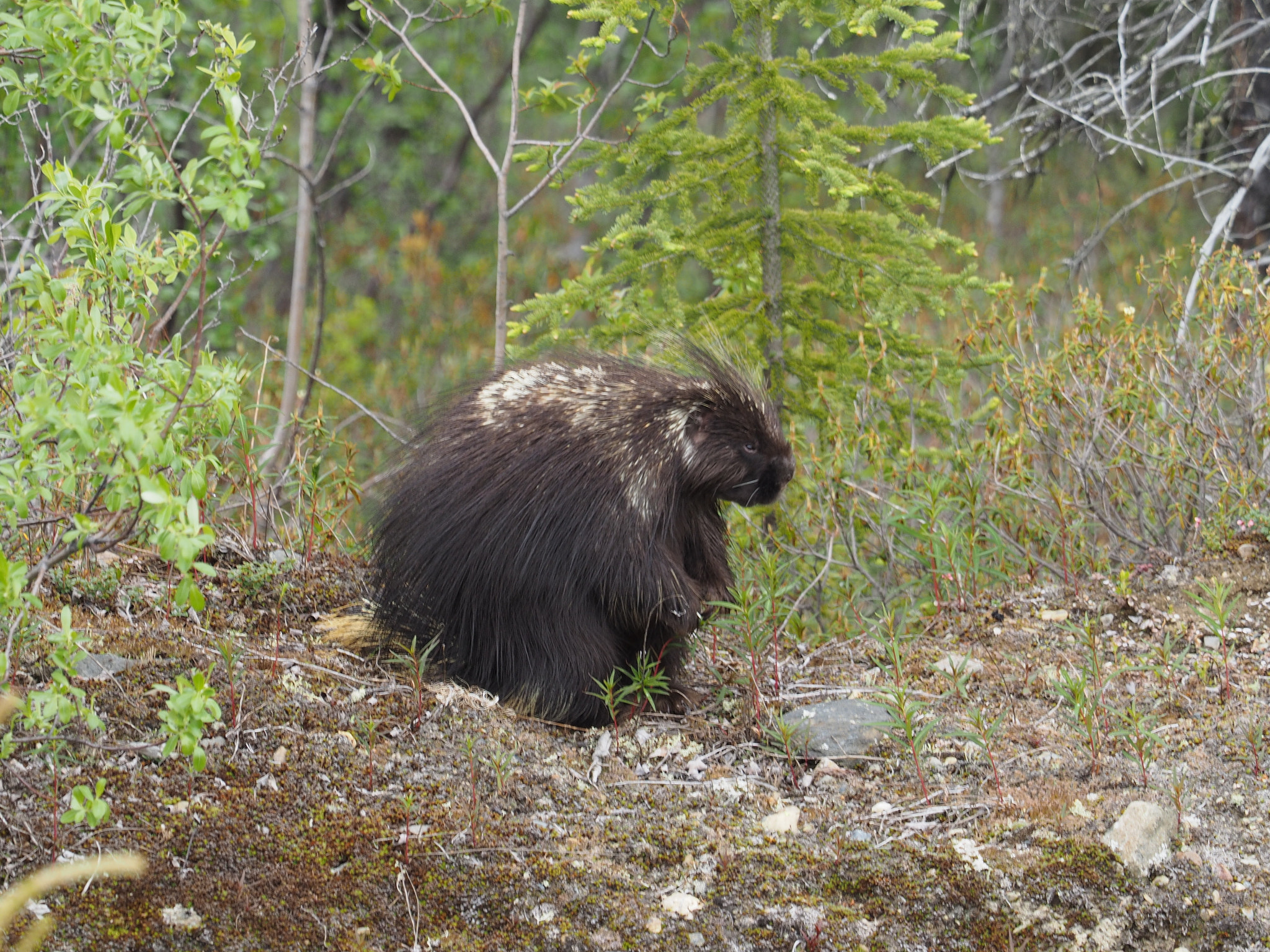 Olympus OM-D E-M1 + M.300mm F4.0 + MC-14 sample photo. Porcupine photography