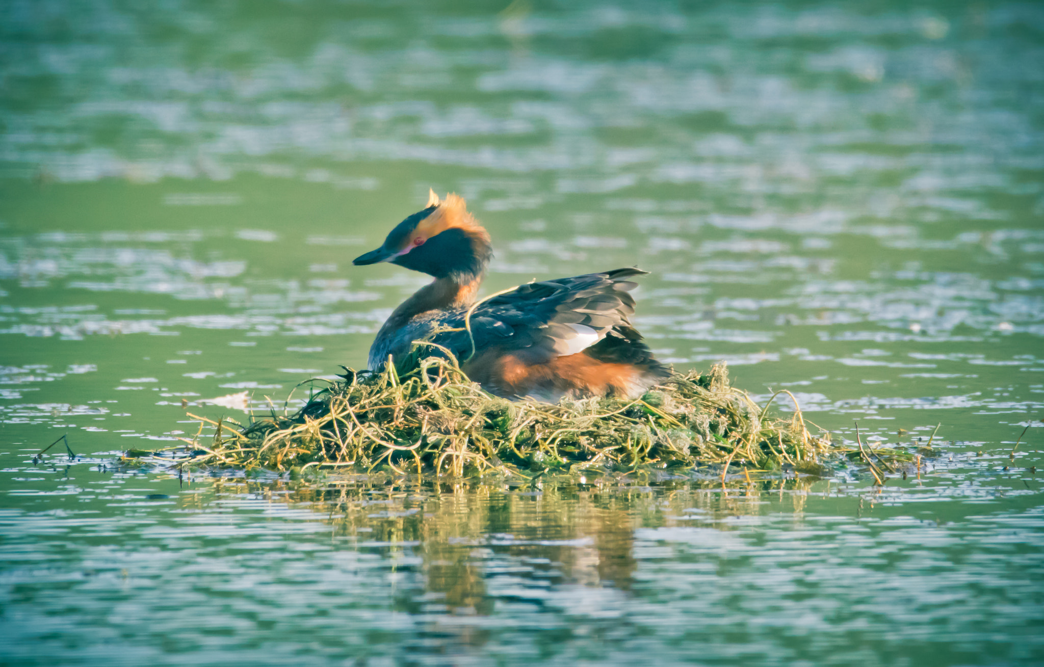Tamron SP 150-600mm F5-6.3 Di VC USD sample photo. Podiceps auritus photography