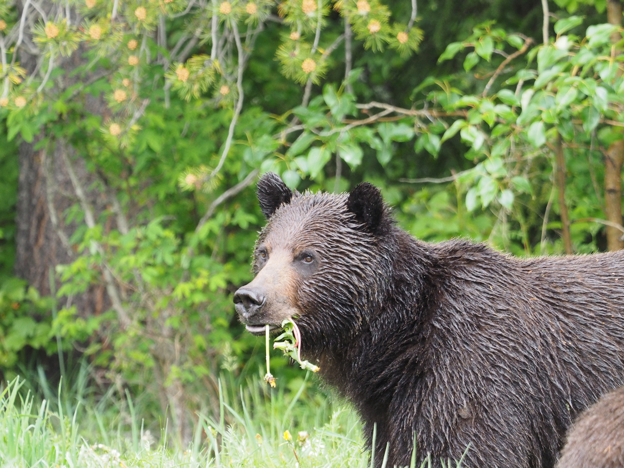 Olympus OM-D E-M1 + M.300mm F4.0 + MC-14 sample photo. Grizzly photography