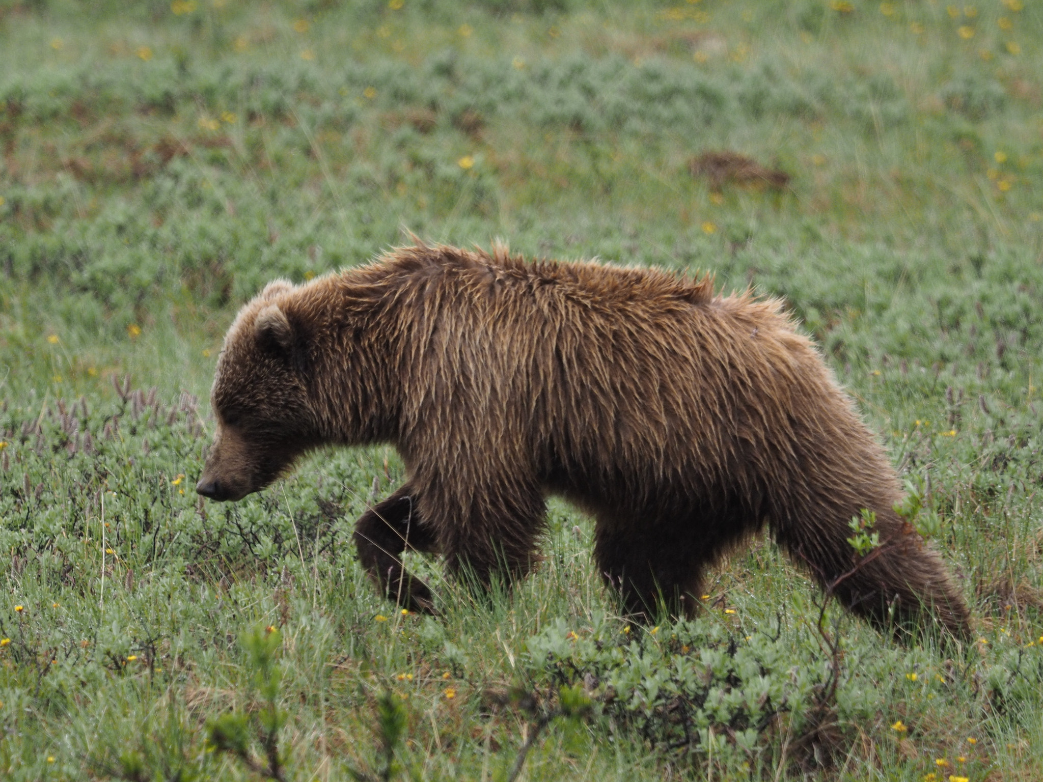 Olympus OM-D E-M1 + M.300mm F4.0 + MC-14 sample photo. Grizzly photography