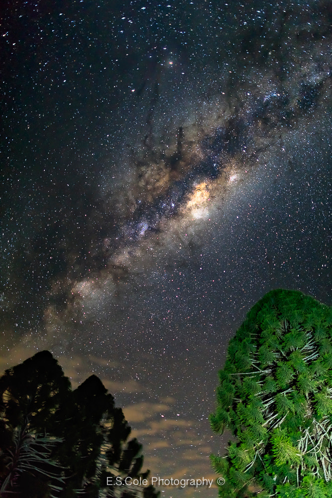 Canon EF 24mm F1.4L II USM sample photo. Bunya trees under the stars photography
