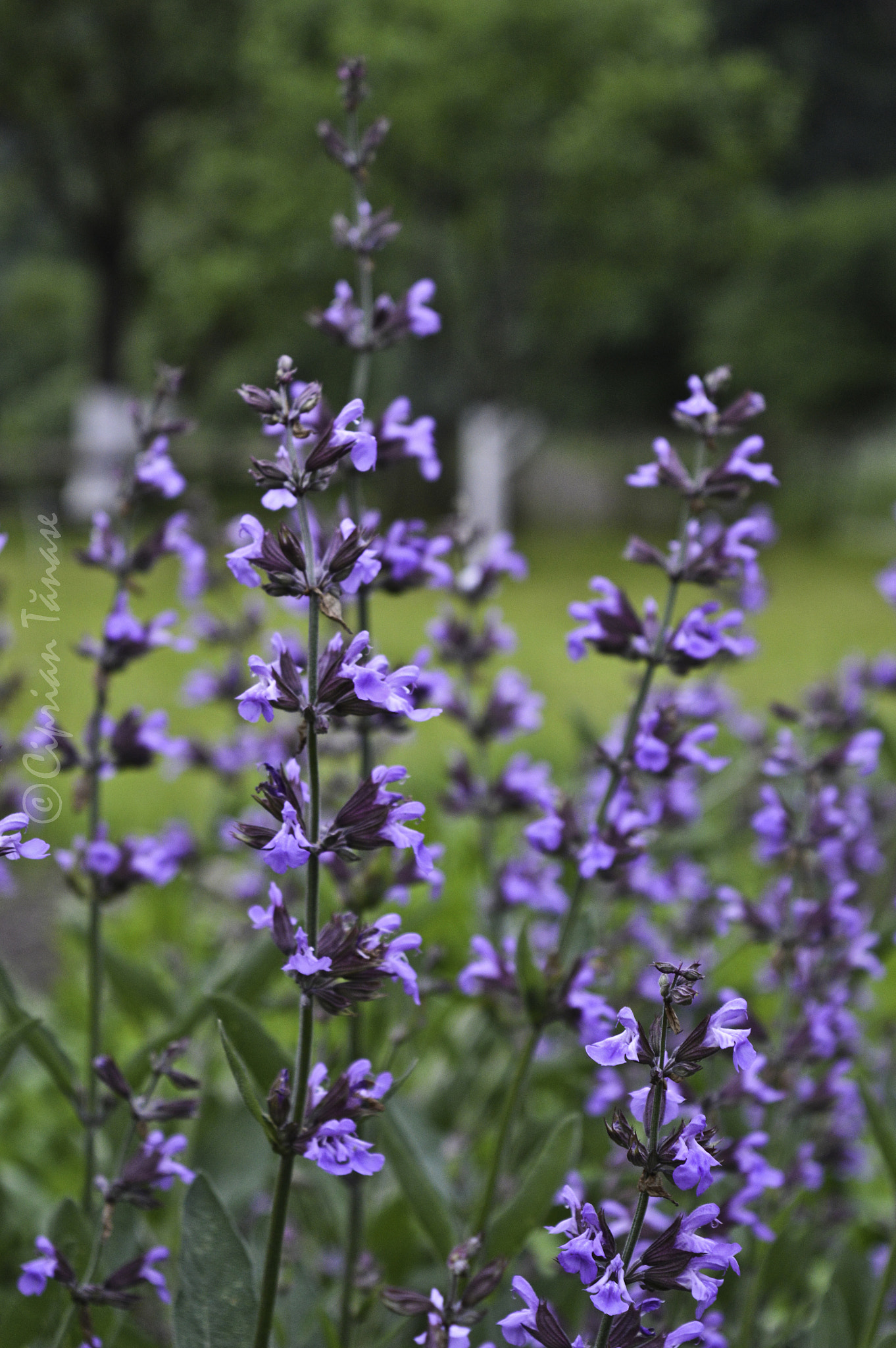 Nikon D3200 + Sigma 24mm F1.8 EX DG Aspherical Macro sample photo. Sage field photography