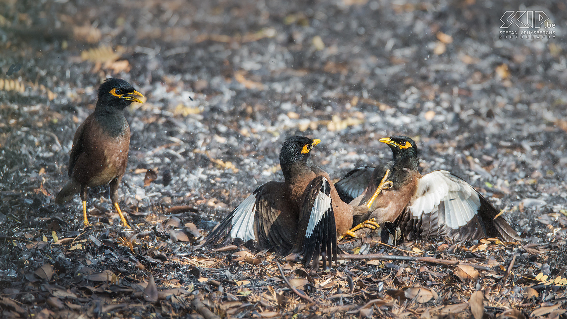 Sigma 150-600mm F5-6.3 DG OS HSM | S sample photo. Fighting jungle mynas photography