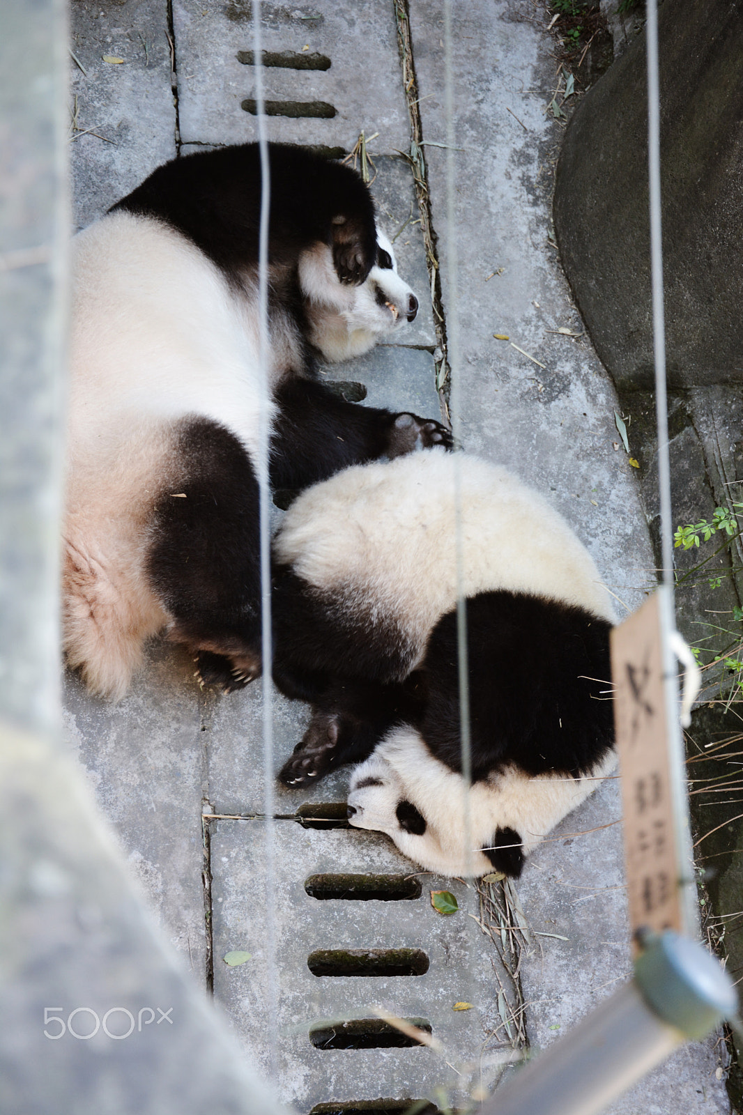 AF-S Zoom-Nikkor 80-200mm f/2.8D IF-ED sample photo. Cute panda photography