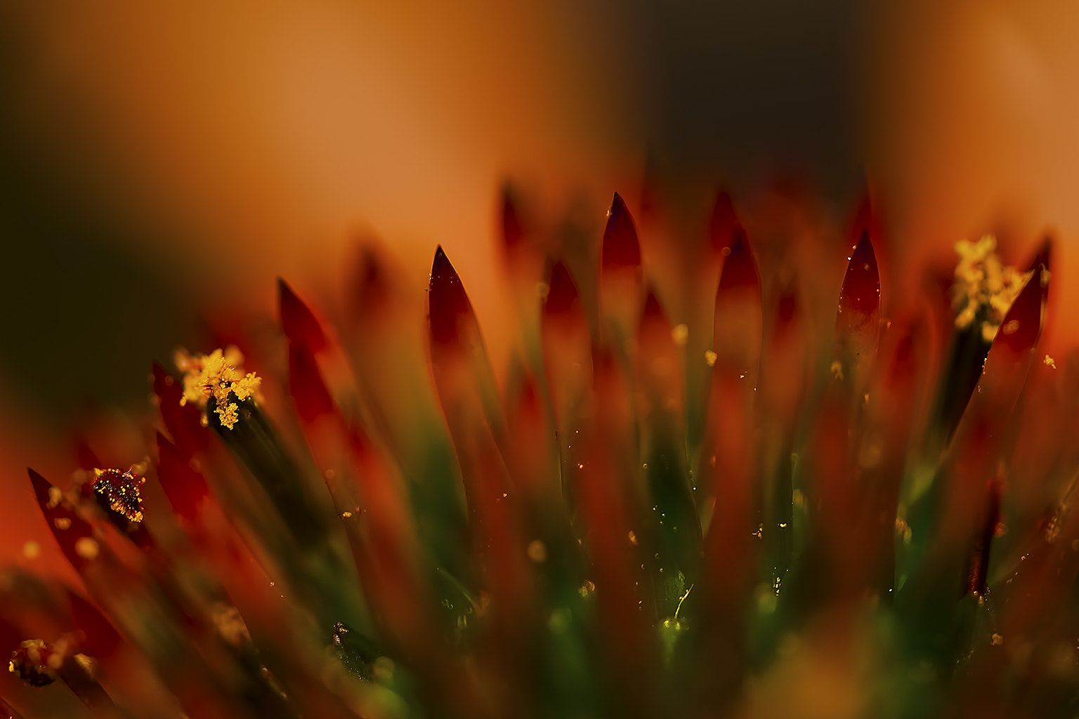 Canon MP-E 65mm F2.5 1-5x Macro Photo sample photo. Echinacea macro photography